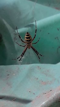 Large multi-colored and poisonous spider on a the web