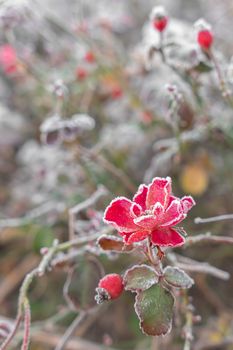 Delicate pink flowers in the frost. Beautiful winter morning in the fresh air. Gently pink frosty natural winter background. Soft focus.