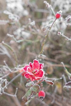 Red iced flower in exterior, with defocused blurred background.