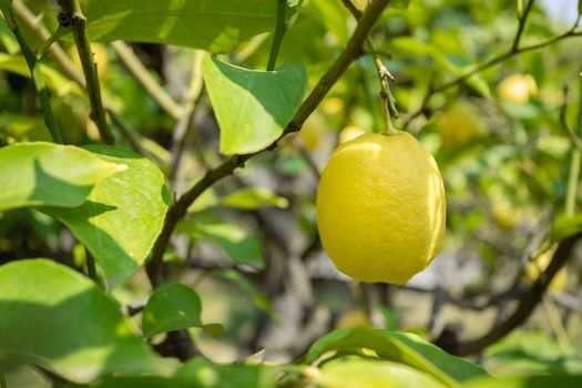 Lemon tree. Ripe lemon hangs on tree branch in a sunny day. Close Up.