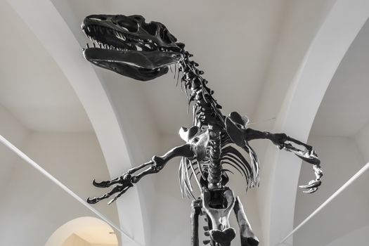 Life-size reconstruction of the skeleton of a Tyrannosaurus Rex in a museum.
