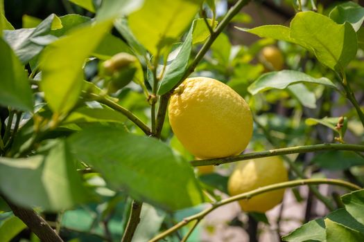 Lemon tree. Ripe lemon hangs on tree branch in a sunny day. Close Up.