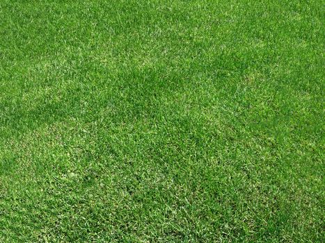 Grass background. Green grass natural, just cut. Ideal for texture, backgrounds and concepts.