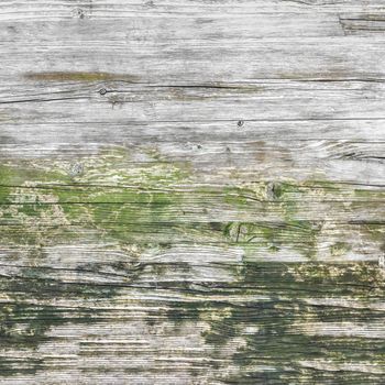 Wood texture with moss and mold. Wood texture with weathered look. Moss and mold. Ideal for concepts and backgrounds.