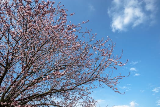 Beautiful blossoming tree in the spring park