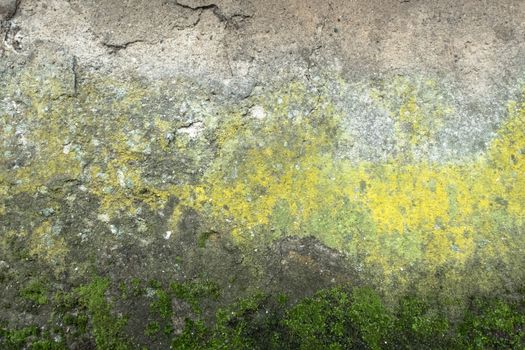 Grunge wall surface textures with moss and mold