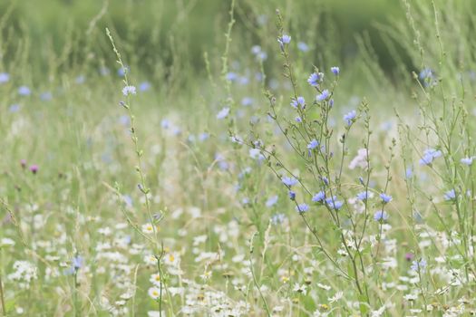4 -Level dense flowering plants cover this meadow. Background and texture use, subject is a large blue flowering chicory plant.