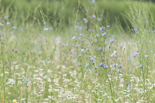 3 - Dense flowering plants cover this meadow. Background and texture use, subject is a large blue flowering chicory plant.