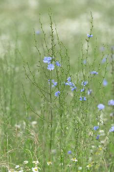 5 - Green and blue vertical image of a few chicory wild meadow flowers. Beautiful blue daisy like flowers on slender green stems. Selective focus.