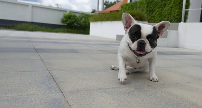 French bulldog on the sidewalk looking at the camera.
