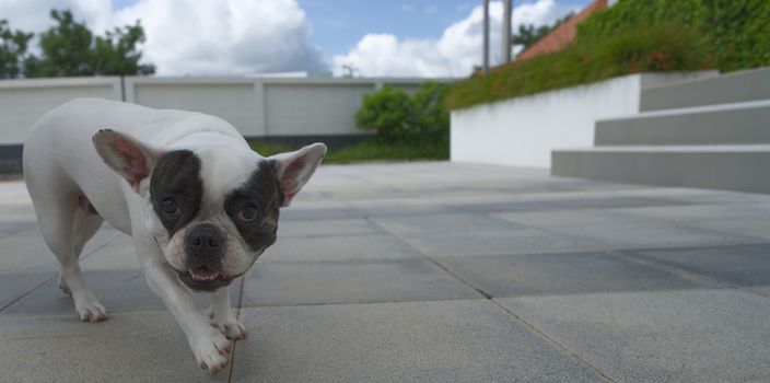 French bulldog on the sidewalk looking at the camera.