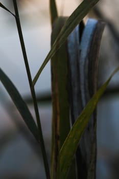 Stems of yellowed grass on a dark background