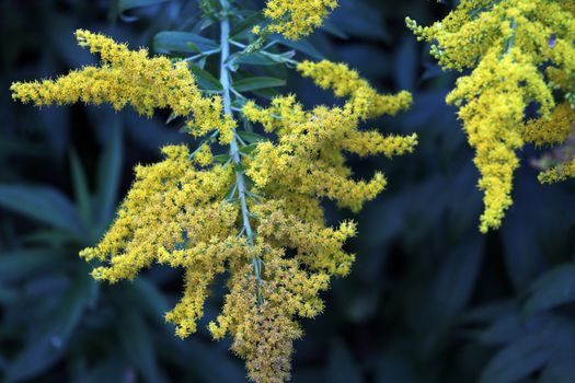 Bright shrubs with yellow flowers, a giant goldenrod with interesting bloom, solidago gigantea