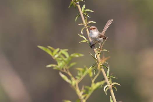 A female Superb Fairy-Wren sitting on a green branch in Australia