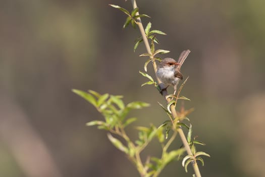 A female Superb Fairy-Wren sitting on a green branch in Australia