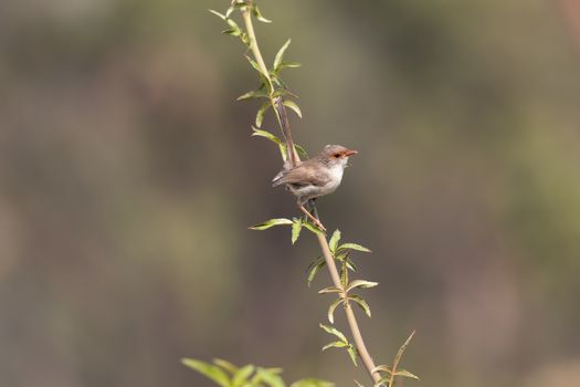 A female Superb Fairy-Wren sitting on a green branch in Australia