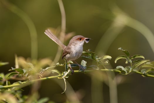 A female Superb Fairy-Wren sitting on a green branch in Australia