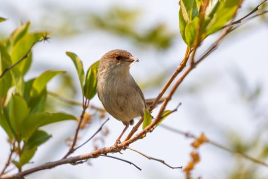 A female Superb Fairy-Wren sitting on a green branch