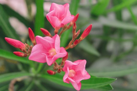 Closeup Plumeria pink color on green grass  background for spa relax