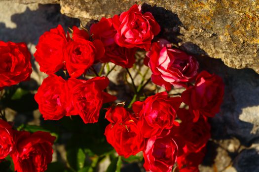 Close-up view of red garden roses. nature