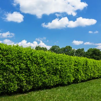 Hedge against the sky. Geen grass, hedge and amazing sky.