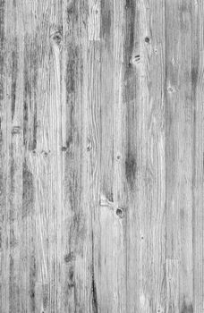 Monochrome wood background. Close-up white wood texture. High resolution picture of blank space for many uses.