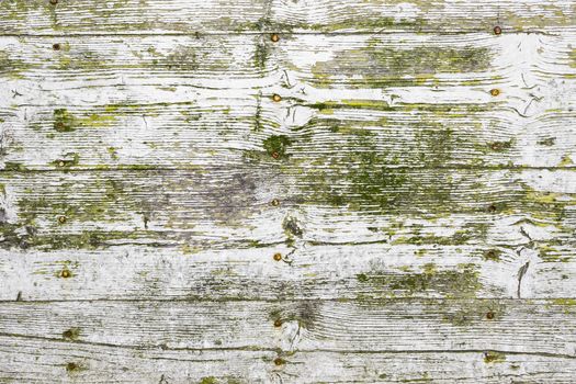 Wooden texture background. Old wood texture with green yellow mold. Different scratches and lines. White, green and grey colours. Background for text or design.