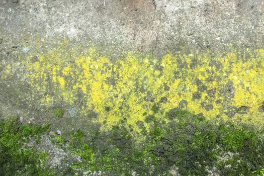 Grunge wall surface textures with moss and mold