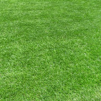 Grass background. Green grass natural, just cut. Ideal for texture, backgrounds and concepts.