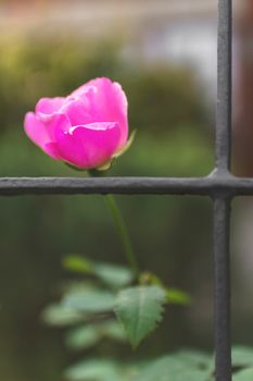 Beautiful flower behind bars representing nature, beauty, growth, success, freedom and escapes.