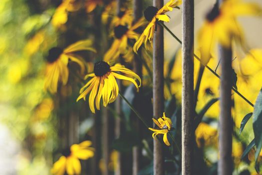 Beautiful flowers behind bars representing nature, beauty, growth, success, freedom and escapes. Retro style photo.