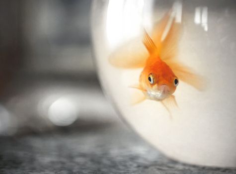 Goldfish in a bowl. Goldfish in a dirty water tank.Vintage style photo. Defocused blurry background.