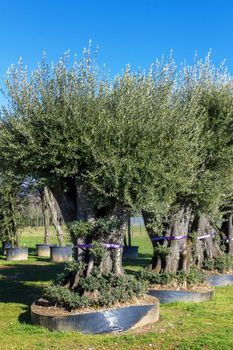 Olive trees in pot for sale. Decorative olive trees with offered for sale.