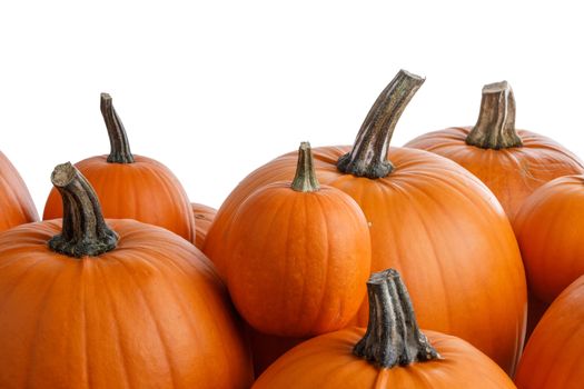 Heap of many orange pumpkins on white background , Halloween concept , copy space for text