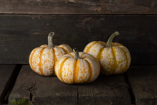 Three striped yellow pumpkins on dark wooden background , Halloween concept