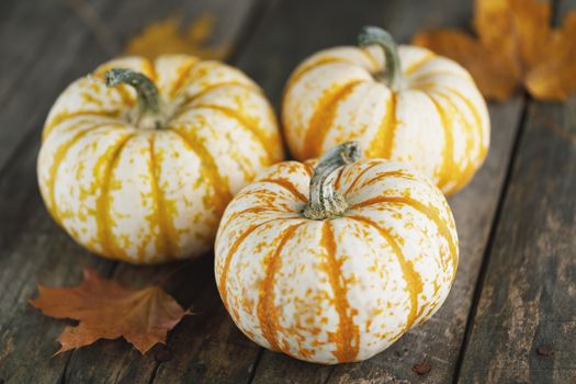 Three striped yellow pumpkins on dark wooden background , Halloween concept