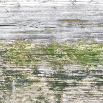 Wood texture with moss and mold. Ideal for concepts and backgrounds.