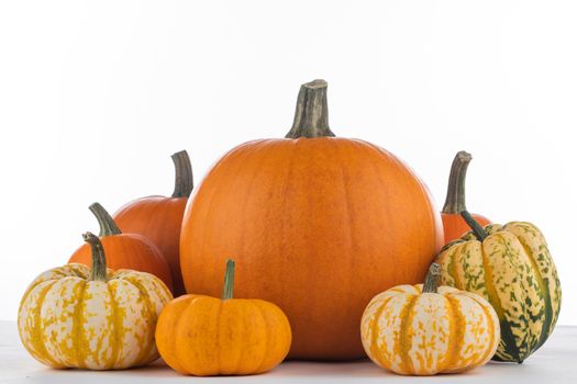 Assortiment of autumn harvested pumpkins isolated on white background , Halloween holiday concept