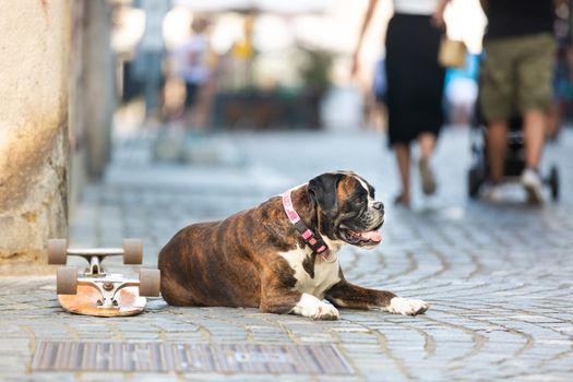 Beautiful german boxer dog wearing red collar, lying outdoors on the street guarding his owner's skateboard.