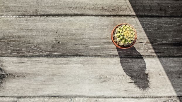 Small cactus in pot, light by morning sun, on a gray wood table top.