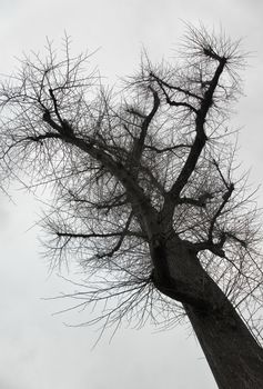 Looking up to gray sky through tree branches forming fractal like structure.
