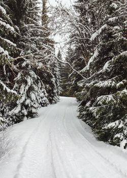 Narrow winter forest road covered with snow with trees on both sides.