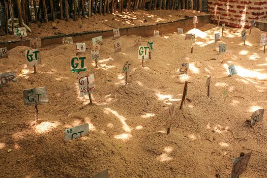 Labels marking type of turtle and how many days egg is in the sand, in sea turtle hatchery. Galle, Sri Lanka