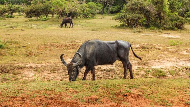 Wild water buffalo (Bubalus arnee) feeding on a grass. Yala national park, Sri Lanka