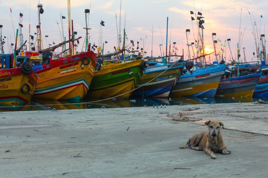 Mirissa, Sri Lanka - April 14, 2017: Lazy stray dog laying in front of colorful boats in Mirissa port with sun rising in the background.