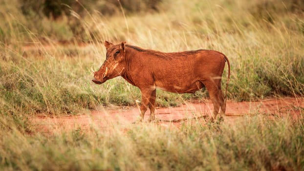 Desert warthog (Phacochoerus aethiopicus) red from mud standing in afternoon sun. Amboseli national park, Kenya