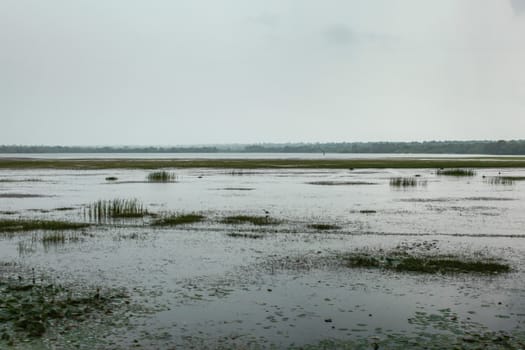 Swamps and lake on overcast day. Yala, Sri Lanka