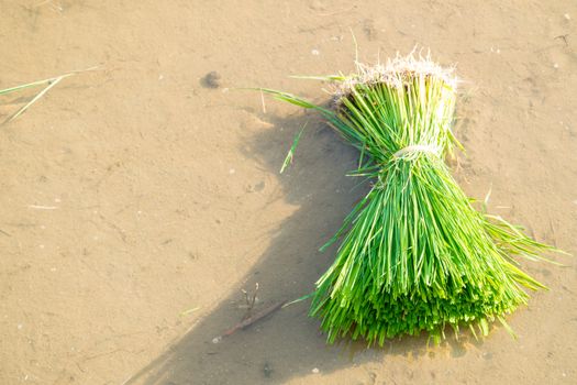 Rice seedlings are bundled together to prepare for planting