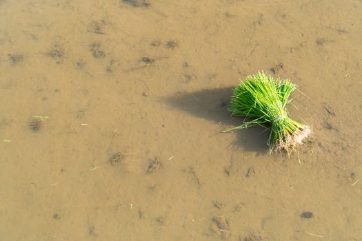 Rice seedlings are bundled together to prepare for planting