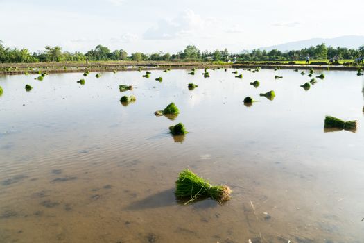 Rice seedlings are bundled together to prepare for planting